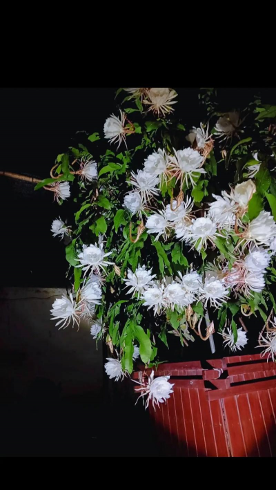 昙花是什么 昙花是什么