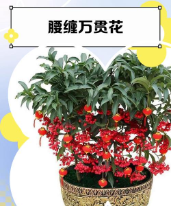 腰缠万贯花卉的管理和修剪 腰缠万贯花卉的管理和修剪