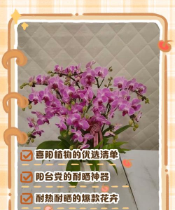 喜阳不怕晒的植物 喜阳不怕晒的植物