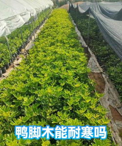 鸭脚木冻坏了还能活吗 鸭脚木冻坏了还能活吗