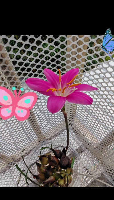 风雨兰种球多久发芽 风雨兰种球多久发芽