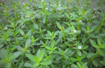 水花生是什么植物 水花生是什么植物