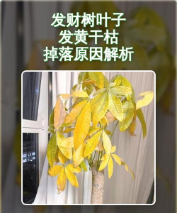 发财树的叶子发黄干枯掉落怎么挽救 发财树的叶子发黄干枯掉落怎么挽救