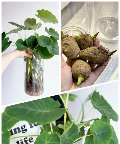 芋头发芽了怎么种盆栽 芋头发芽了怎么种盆栽