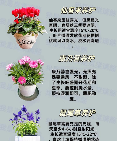 夏天适合养什么花草 夏天适合养什么花草