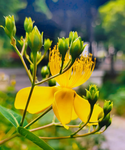 金丝桃扦插方法和时间 金丝桃扦插方法和时间