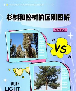 杉树和松树的区别 杉树和松树的区别