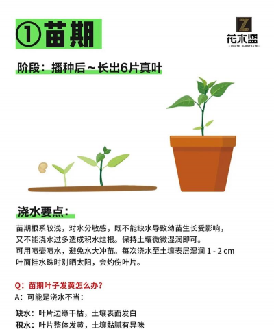 阳台种植蔬菜的技术和方法 阳台种植蔬菜的技术和方法