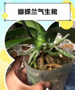 蝴蝶兰生根好方法 蝴蝶兰生根好方法