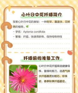 心叶日中花怎么扦插 心叶日中花怎么扦插