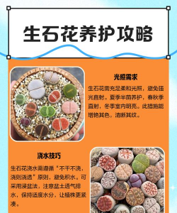 宝石花怎么养才长得好 宝石花怎么养才长得好