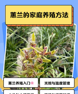 如何养蕙兰 如何养蕙兰