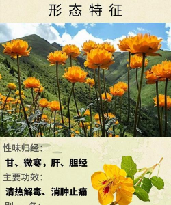 金莲花的花语是什么 金莲花的花语是什么