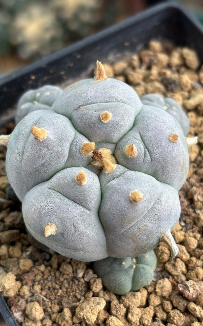 乌羽玉怎么养 乌羽玉怎么养