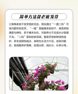 三角梅不发芽怎么处理 三角梅不发芽怎么处理