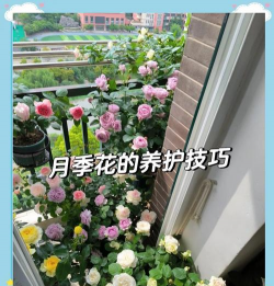 花月夜的家庭养殖方法和注意事项 花月夜的家庭养殖方法和注意事项