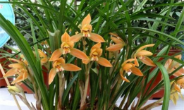 豆瓣兰与春兰的区别 豆瓣兰与春兰的区别