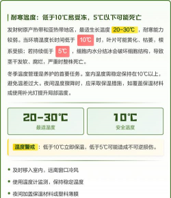 发财树的养殖方法和注意事项冬季 发财树的养殖方法和注意事项冬季