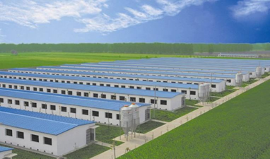 武汉种猪场有哪些 武汉种猪场有哪些