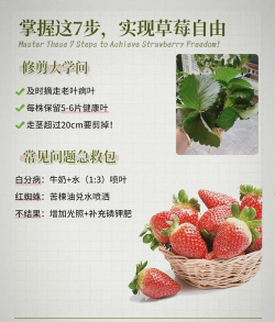 种草莓要避开哪些位置 种草莓要避开哪些位置