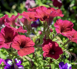 不用晒太阳的花 不用晒太阳的花