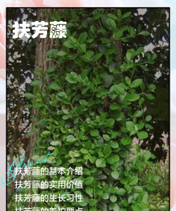 小叶扶芳藤和扶芳藤的区别 小叶扶芳藤和扶芳藤的区别