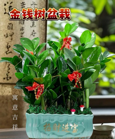 金钱树为什么叫金钱树 金钱树为什么叫金钱树