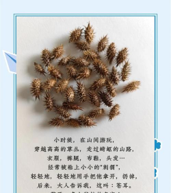 什么的苍耳 什么的苍耳