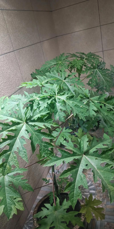 木瓜树怎么养容易结果 木瓜树怎么养容易结果