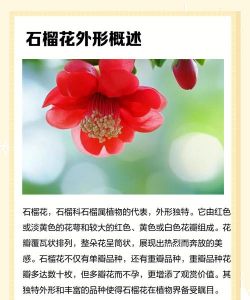 石榴花像什么 石榴花像什么