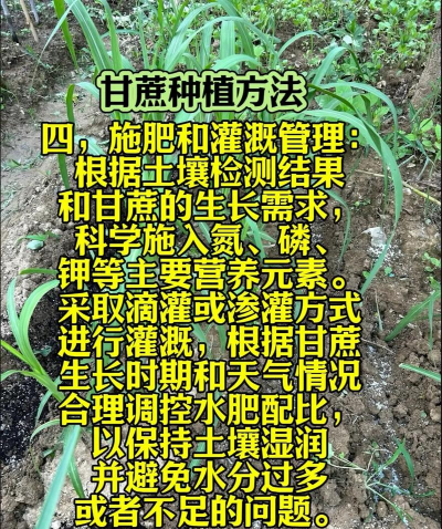 甘蔗籽怎么种植 甘蔗籽怎么种植