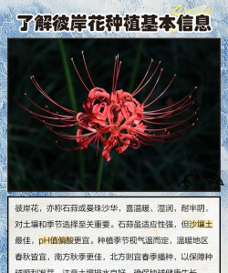 彼岸花如何种植方法 彼岸花如何种植方法