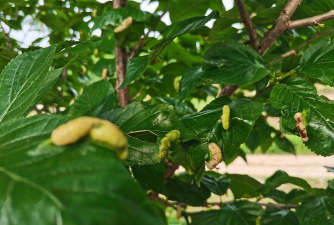 樱桃树叶子卷起像虫子打什么药 樱桃树叶子卷起像虫子打什么药