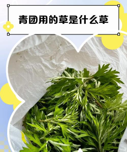 清明做青团的草叫什么草 清明做青团的草叫什么草