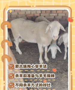 养羊需要注意哪些事情 养羊需要注意哪些事情