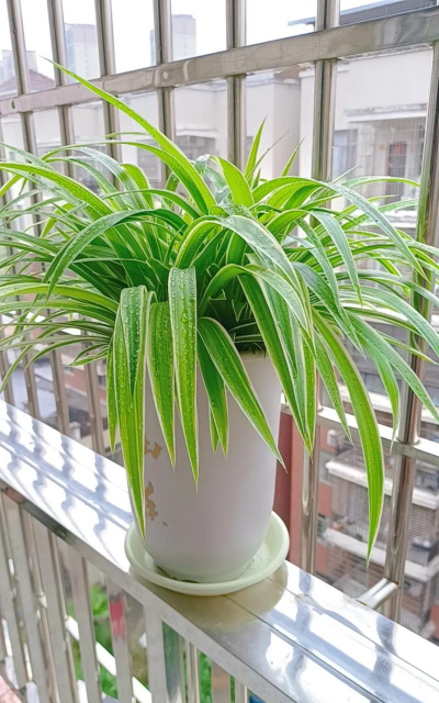 栽吊兰用什么样的花盆 栽吊兰用什么样的花盆