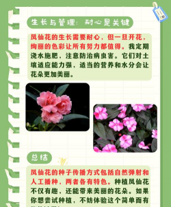 凤仙花传播种子的方法 凤仙花传播种子的方法
