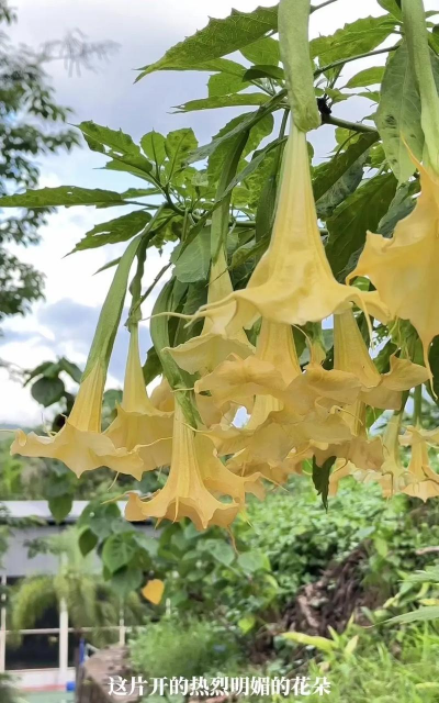 曼陀罗为中国禁种植物吗 曼陀罗为中国禁种植物吗