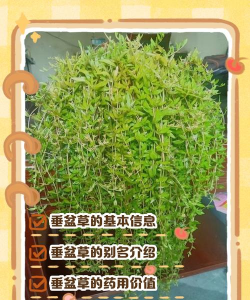 垂盆草别名 垂盆草别名