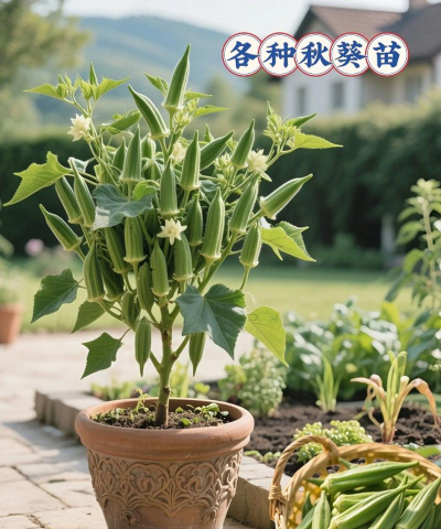 秋葵什么时候播种 秋葵什么时候播种