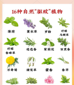 驱蚊的花草有哪些 驱蚊的花草有哪些