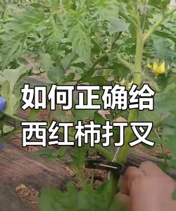 小西红柿用不用打叉 小西红柿用不用打叉