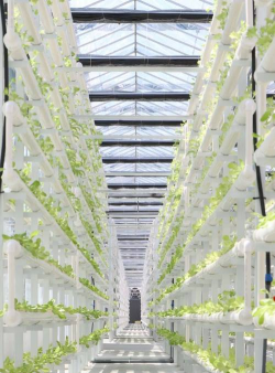 空中养殖有哪些项目 空中养殖有哪些项目