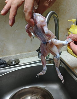 人工养殖的牛蛙有裂头蚴吗 人工养殖的牛蛙有裂头蚴吗