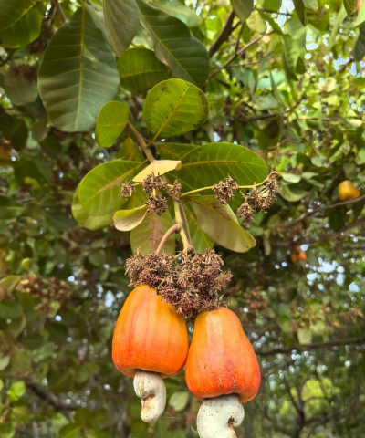 腰果是什么植物的果实 腰果是什么植物的果实