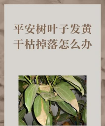 平安树为什么落叶 平安树为什么落叶