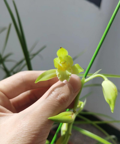 素心兰一盆大概多少钱 素心兰一盆大概多少钱