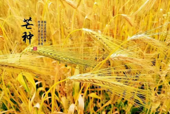 芒种时节可以种植哪种作物 芒种时节可以种植哪种作物