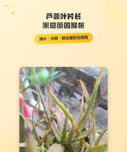 芦荟为什么出现黑斑 芦荟为什么出现黑斑