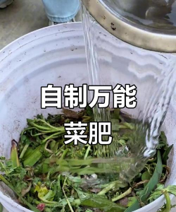 菜叶如何发酵做肥料 菜叶如何发酵做肥料